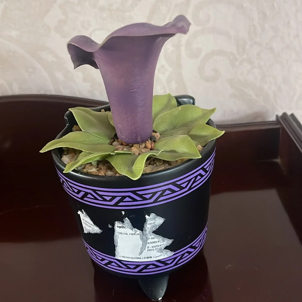 Purple Decorative Flower Pot from Disneyland